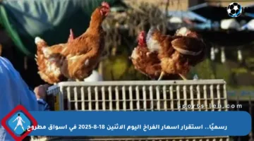 رسميًا.. استقرار أسعار الفراخ اليوم الاثنين 18-8-2025 في أسواق مطروح